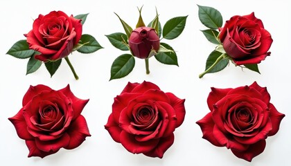 Different parts of red rose flower, green leaves isolated on transparent background. Beautiful blooming blossom botany decor for floristry elegance. Macro photo for spring bouquet invitation,