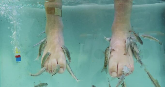 Detail of Garra rufa doctor fish nibbling kid's feet in the aquarium of pedicure spa saloon