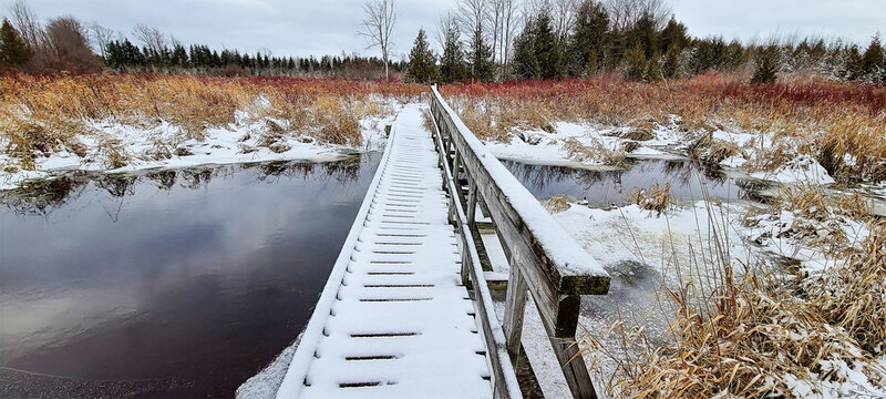 Snowy boardwalk over icy marsh with colorful grasses, distant forest under overcast sky - Powered by Adobe