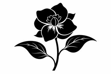 hellebore flower line art silhouette vector illustration