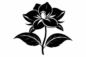 hellebore flower line art silhouette vector illustration
