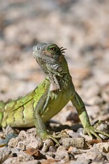 The Green Iguana lizard. Bonaire, Caribbean Netherlands