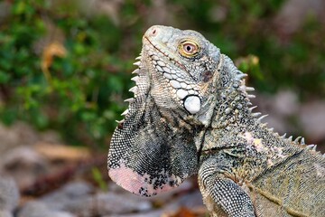 The Green Iguana lizard. Bonaire, Caribbean Netherlands