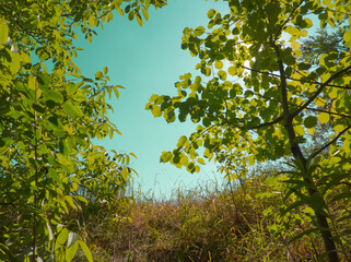 Summer landscape. Green trees and meadow on blue sky background. Sunny beams throw green foliage. Forest layout. Forest on turquoise background. Green aesthetic. Green landscape. Nature background.
