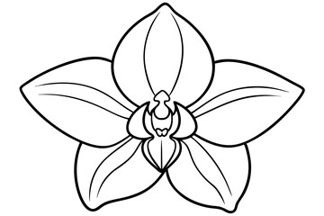 orchid flower line art silhouette vector illustration