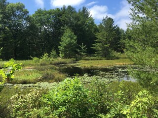pond in a lush, wet landscape - &eacute;tang dans un paysage de terrain humide et verdoyant