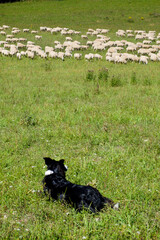 sheep dog lying in a field looking at a large hers of sheep