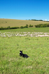 sheep dog herding a big flock of sheep in a farm field, rolling countryside