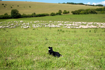 sheep dog herding a flock of sheep in a green field, Sussex farm, UK, 