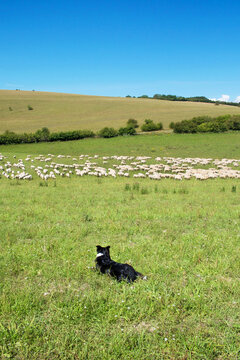 sheep dog herding a big flock of sheep in a farm field, rolling countryside