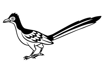 Obraz premium roadrunner line art silhouette vector illustration