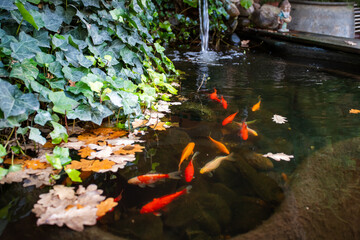 Fragile Life: Goldfishs in a Polluted World