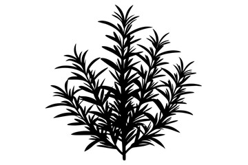 rosemary line art silhouette vector illustration