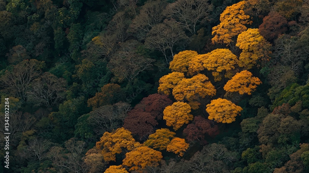 Poster Forest with many trees in it. The trees are mostly green, but some of them have yellow leaves. The forest is very dense and the trees are very tall