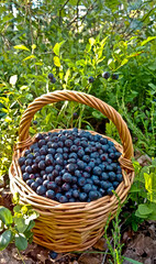 Blueberry is a small bush with round berries and neat leaves. Blueberries are dark blue edible berries.
