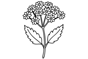 yarrow flower line art silhouette vector illustration