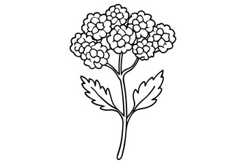 Fototapeta premium yarrow flower line art silhouette vector illustration