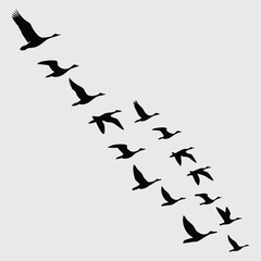 A flock of birds flying in synchronized motion image silhouette design vector art and illustration