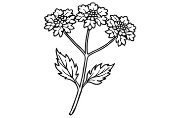 yarrow flower line art silhouette vector illustration