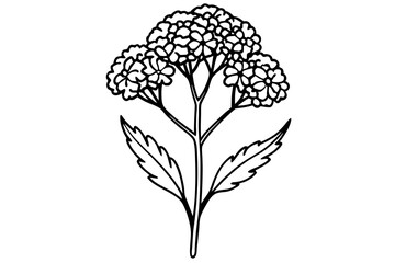 yarrow flower line art silhouette vector illustration
