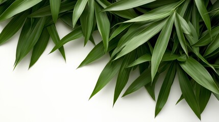 Green leafy plant with a long stem. The leaves are green and the stem is brown