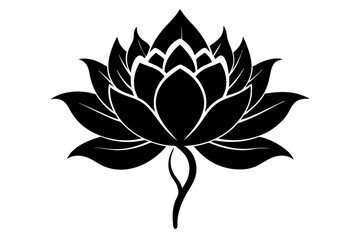 Fototapeta premium zenobia flower line art silhouette vector illustration