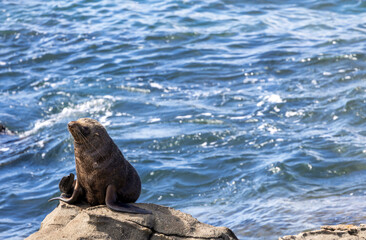 Fototapeta premium Cute Seals on the Katiki Point on South Island of New Zealand