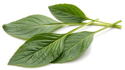 Fototapeta premium mint leaves isolated on white