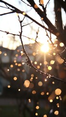 Sunlit branches glistening with morning dew.  A beautiful, bokeh-filled scene of nature's gentle beauty.