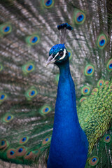 Fototapeta premium The colorful pattern of a male peacock's feathers in full plumage in Northern California
