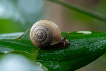 Snail that is walking in the green leaves, in a garden