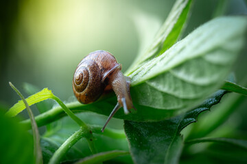 Snail that is walking in the green leaves, in a garden
