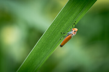 Bothrogonia is a genus of leafhoppers that are perched on the green leaves in a garden