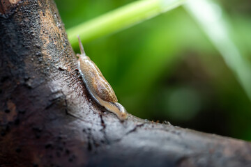 Slug that is on the surface of a dead old wooden stem, in a garden