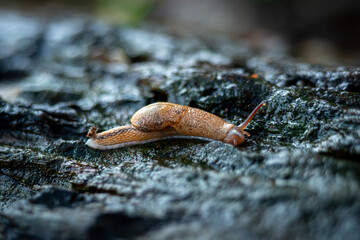 Slug that is on the surface of a dead old wooden stem, in a garden