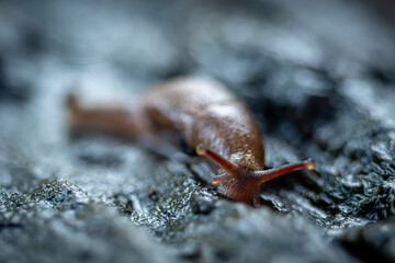 Slug that is on the surface of a dead old wooden stem, in a garden