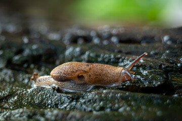 Slug that is on the surface of a dead old wooden stem, in a garden