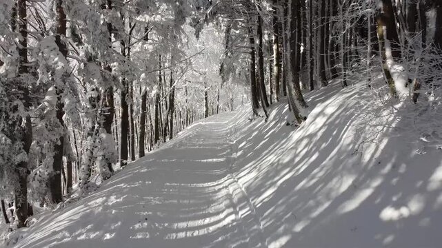 Esplorazione nel sentiero innevato con alberi pieni di neve dopo una nevicata
