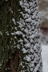 Fototapeta premium Snow blankets tree bark in quiet winter landscape during daylight hours