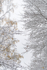 Fototapeta premium Winter wonderland scene with snow-covered trees in a serene environment