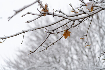 Snow-covered branches with autumn leaves in a winter landscape