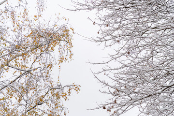 Seasonal transformation of trees with snow-covered branches in winter