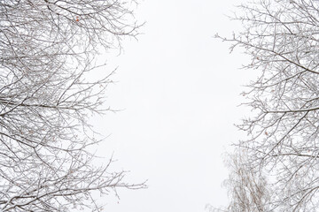 Winter landscape with bare trees and cloudy sky in a snowy environment