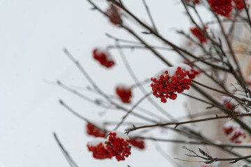 Bright red berries covered in snow during winter in a serene landscape