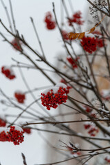 Bright red berries on branches during winter weather in a snowy landscape