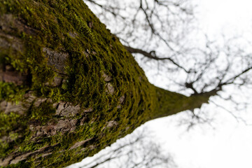 Moss-covered tree trunk reaching towards a cloudy sky in a forest