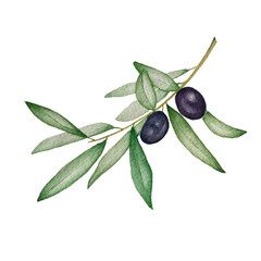 Watercolor illustration of an olive branch with green leaves and two dark ripe olives. A stylish and minimal design on a white background — perfect for packaging, logos, invitations, kitchen decor