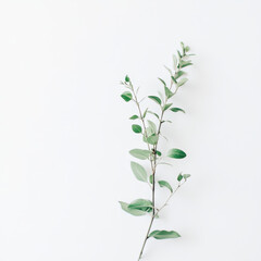 Fototapeta premium green plant on white background