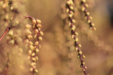Japanese pearl tail flowers, flowers of stachyurus praecox, beautiful hanging flowers of a tree,...