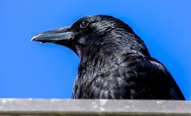 corbeau © Pascal